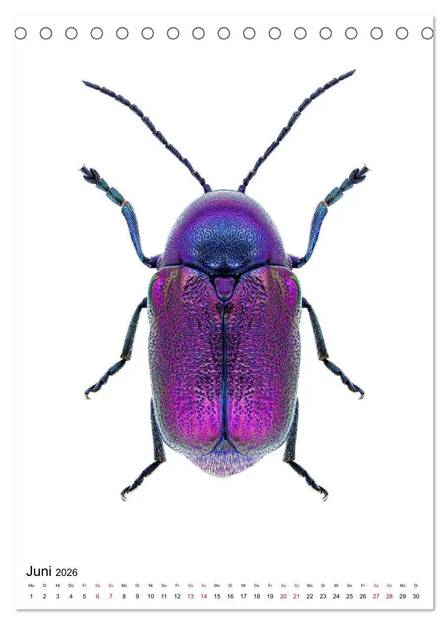 Bild: 9783516405927 | Die schönsten Insekten (Tischkalender 2026 DIN A5 hoch), CALVENDO...