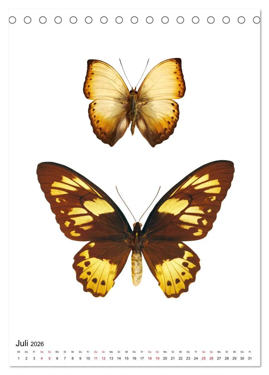 Bild: 9783516405927 | Die schönsten Insekten (Tischkalender 2026 DIN A5 hoch), CALVENDO...