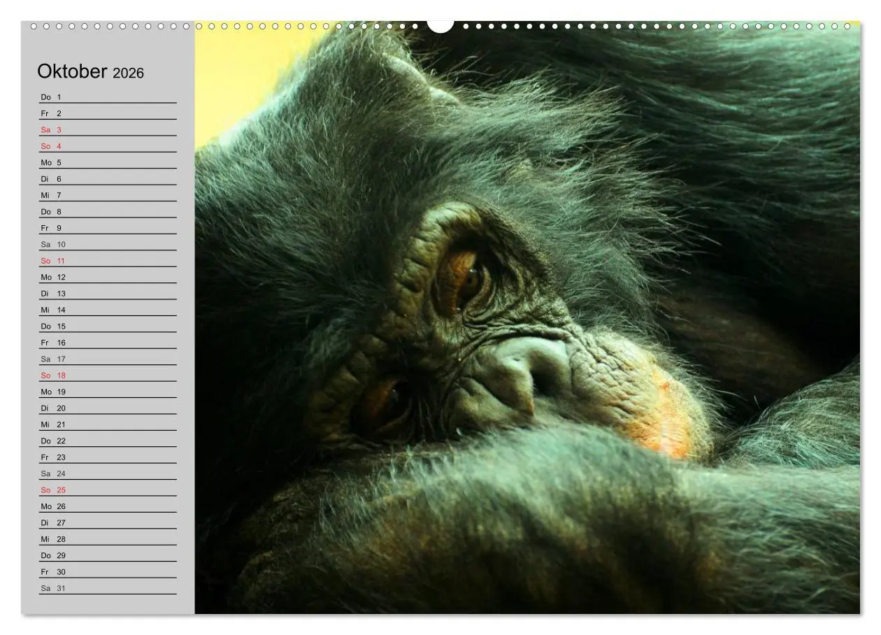 Bild: 9783457996027 | Schimpansen (hochwertiger Premium Wandkalender 2026 DIN A2 quer),...