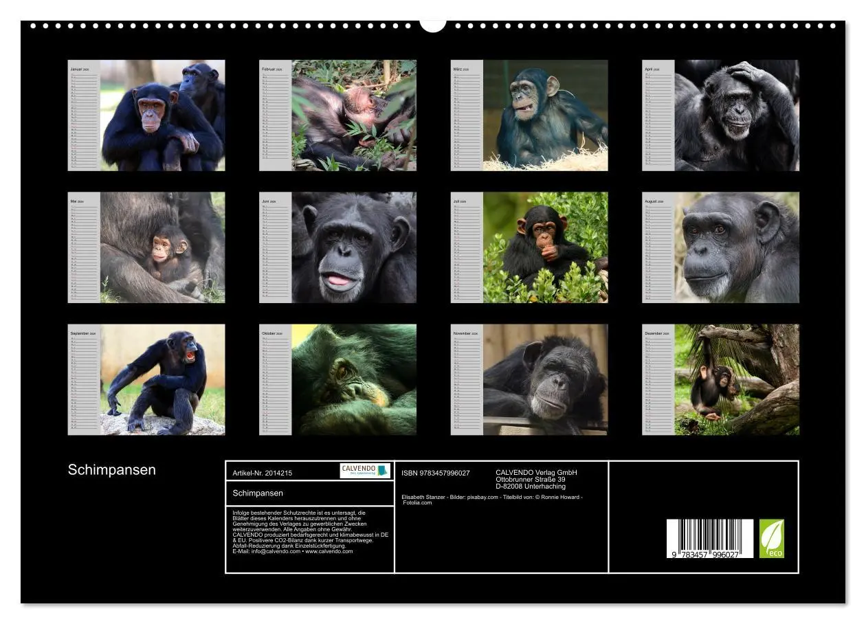 Bild: 9783457996027 | Schimpansen (hochwertiger Premium Wandkalender 2026 DIN A2 quer),...