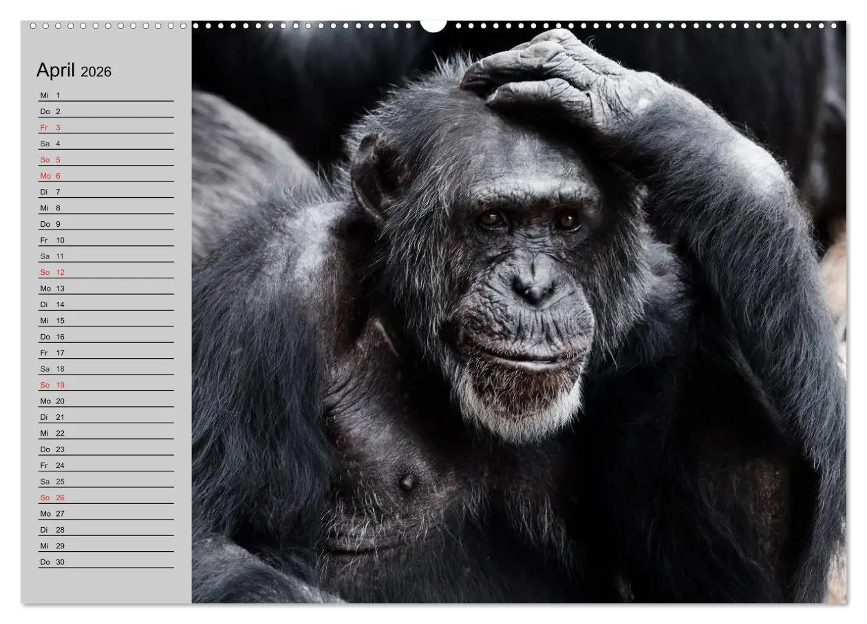 Bild: 9783457996027 | Schimpansen (hochwertiger Premium Wandkalender 2026 DIN A2 quer),...