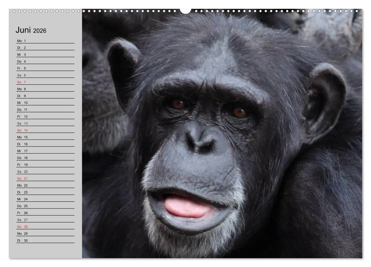 Bild: 9783457996027 | Schimpansen (hochwertiger Premium Wandkalender 2026 DIN A2 quer),...