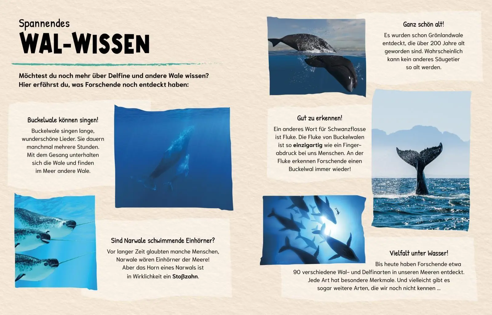 Bild: 9783551256027 | Sind Wale klüger als Menschen? (Gute Frage!) | Eliza Jeffery | Buch
