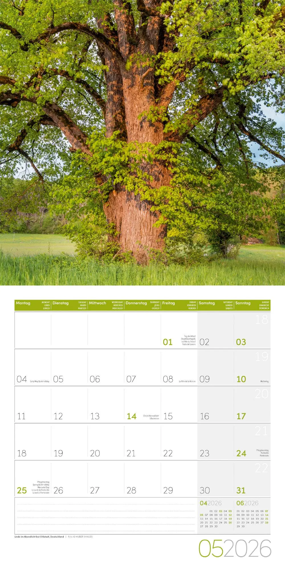 Bild: 9783838446127 | Bäume Broschürenkalender 2026 - 30x30 - Art12 | GmbH | Kalender | 2026