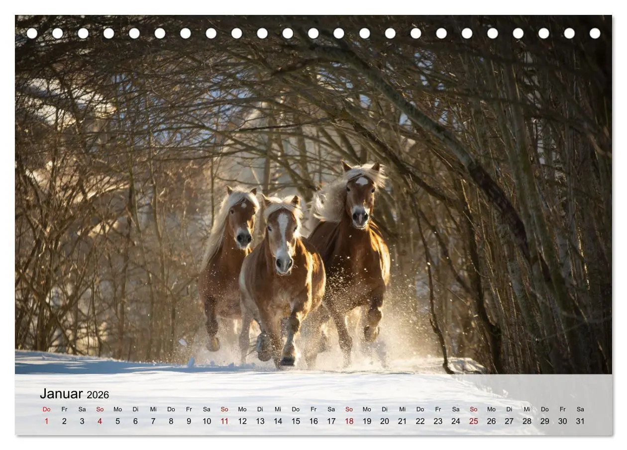 Bild: 9783457666227 | Pferde 2026 Kraft und Anmut (Tischkalender 2026 DIN A5 quer),...