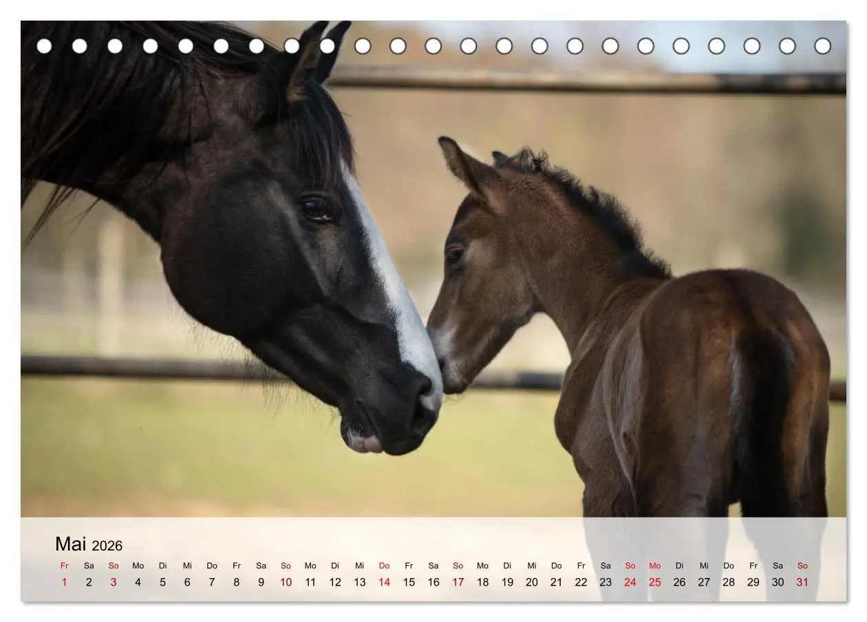 Bild: 9783457666227 | Pferde 2026 Kraft und Anmut (Tischkalender 2026 DIN A5 quer),...