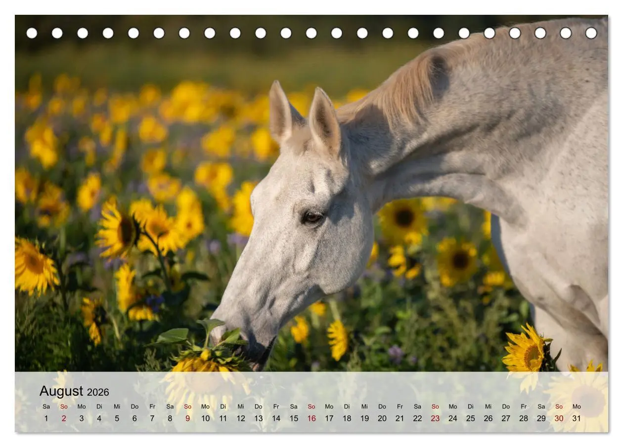 Bild: 9783457666227 | Pferde 2026 Kraft und Anmut (Tischkalender 2026 DIN A5 quer),...