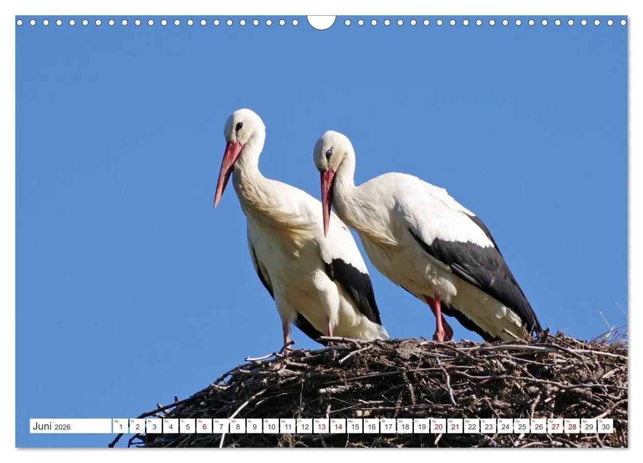 Bild: 9783457646427 | Wildes Wendland (Wandkalender 2026 DIN A3 quer), CALVENDO...