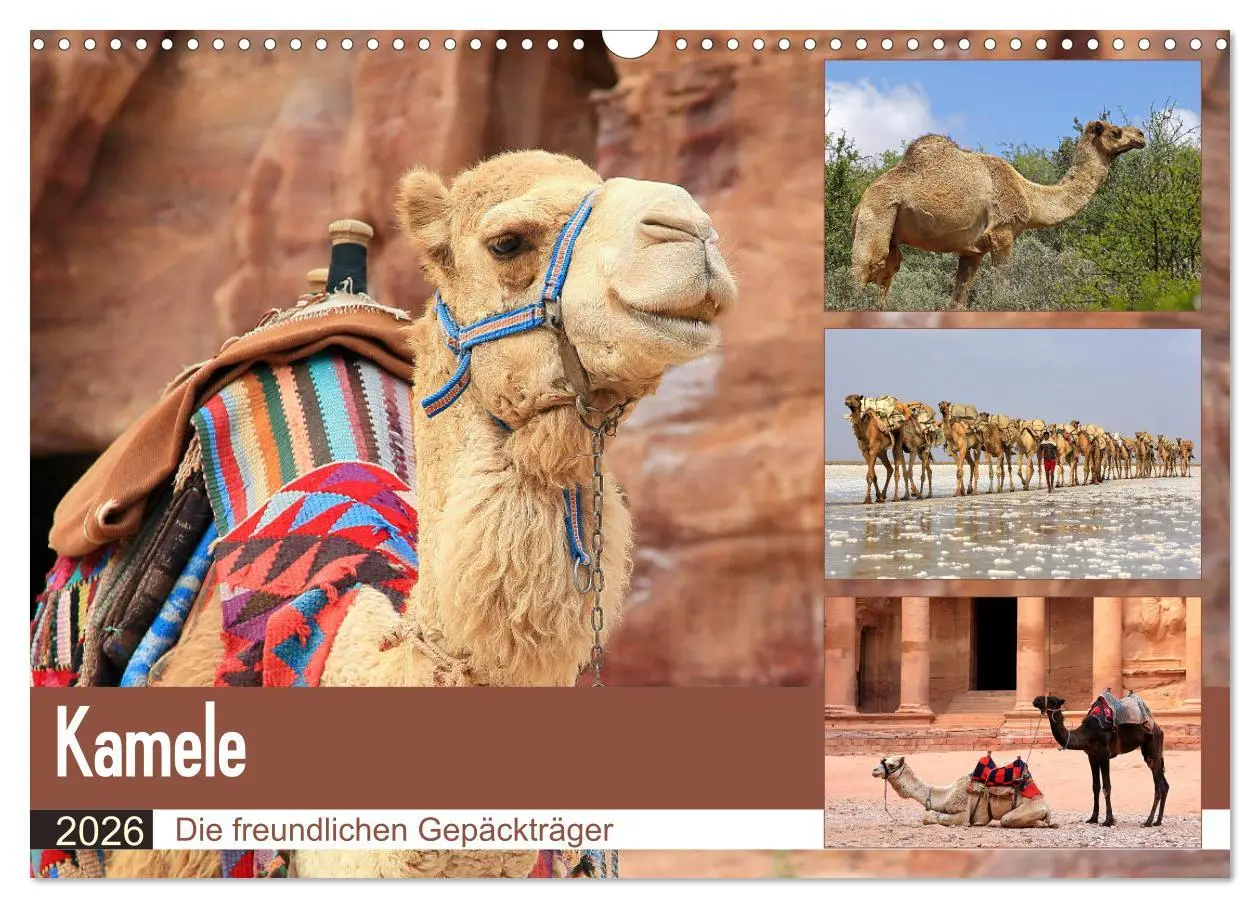 Cover: 9783457846827 | Kamele - Die freundlichen Gepäckträger (Wandkalender 2026 DIN A3...