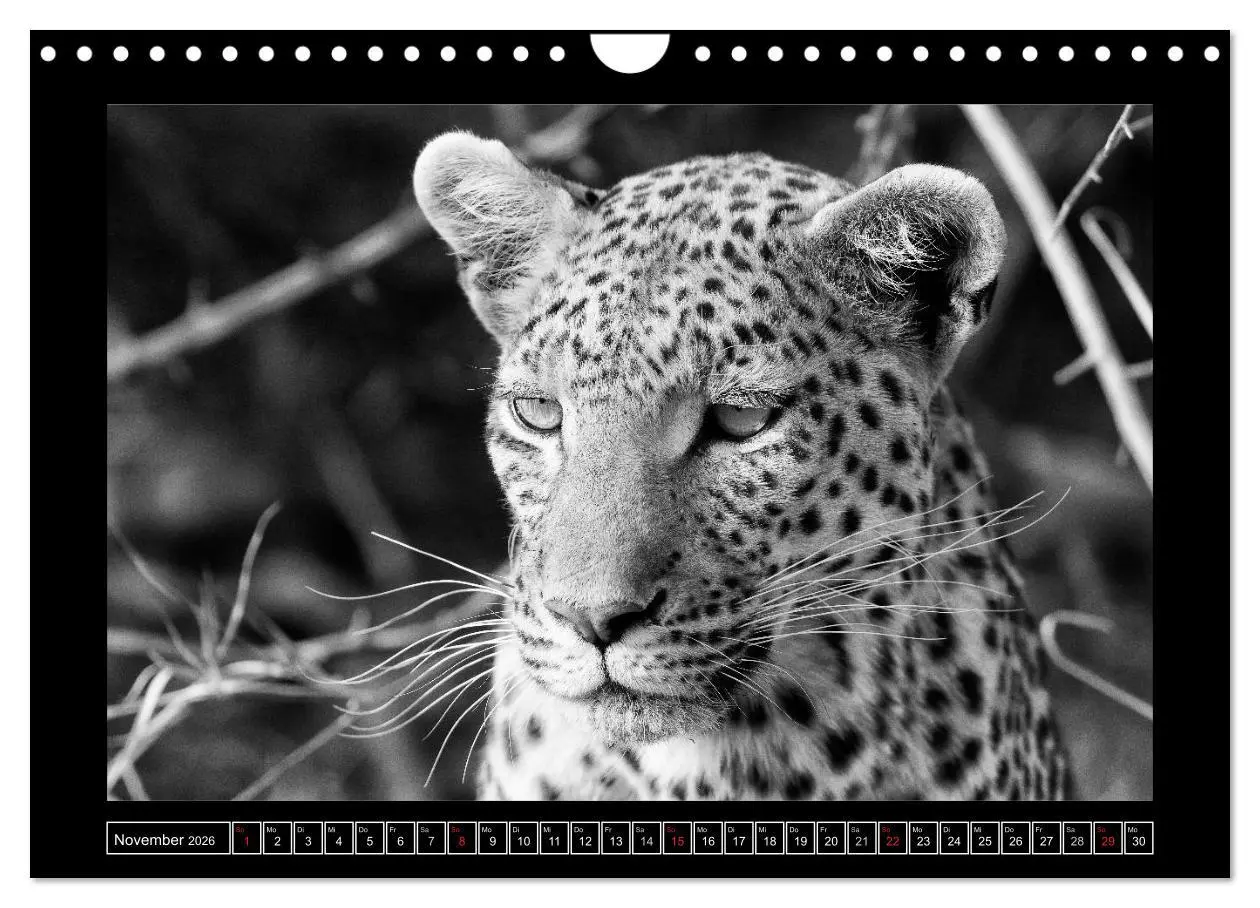 Bild: 9783516166927 | Afrika Schwarz - Weiss (Wandkalender 2026 DIN A4 quer), CALVENDO...
