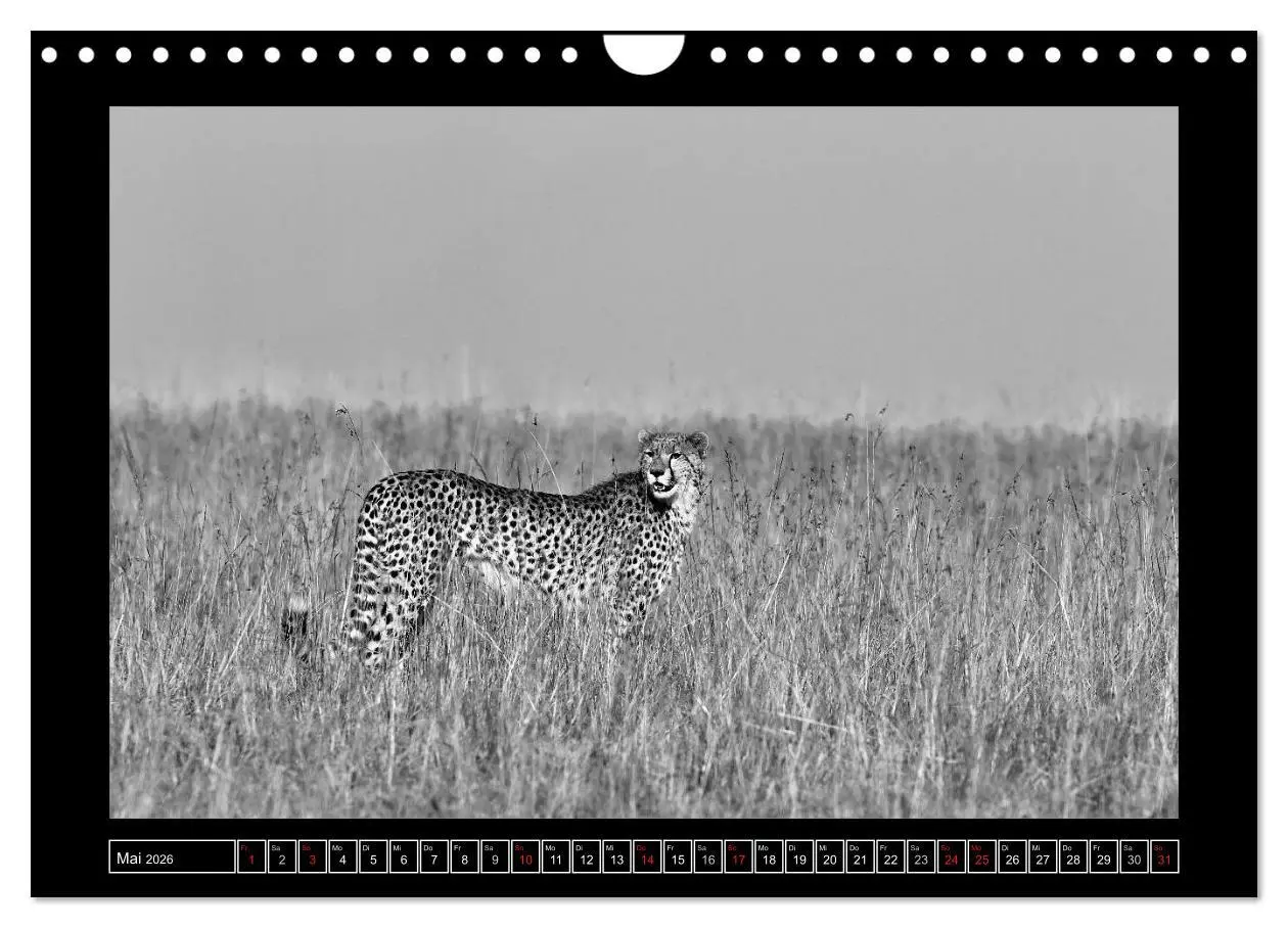 Bild: 9783516166927 | Afrika Schwarz - Weiss (Wandkalender 2026 DIN A4 quer), CALVENDO...