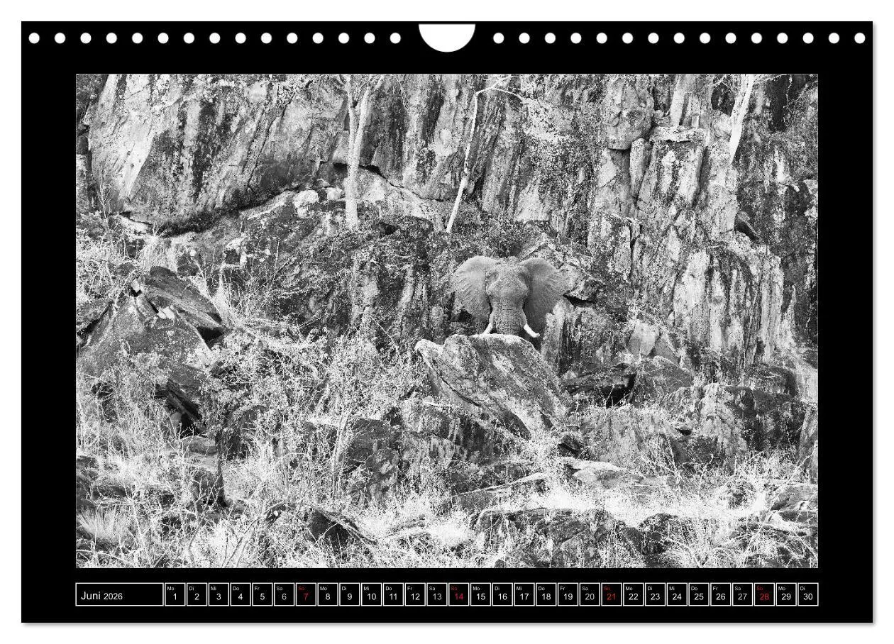 Bild: 9783516166927 | Afrika Schwarz - Weiss (Wandkalender 2026 DIN A4 quer), CALVENDO...