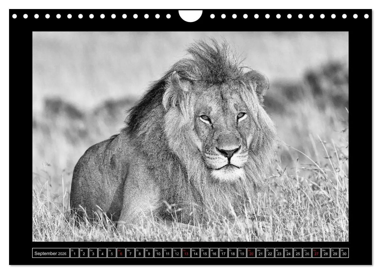 Bild: 9783516166927 | Afrika Schwarz - Weiss (Wandkalender 2026 DIN A4 quer), CALVENDO...