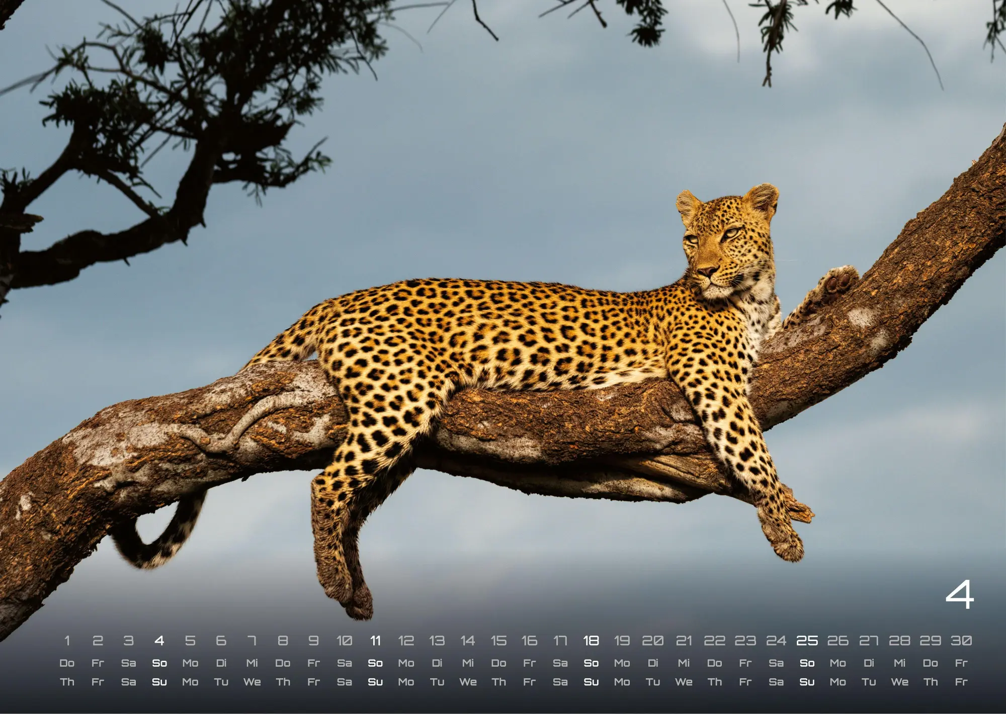 Bild: 9783986736927 | Afrikas Tierwelt - Der Tierkalender - 2027 - Kalender DIN A3 | de