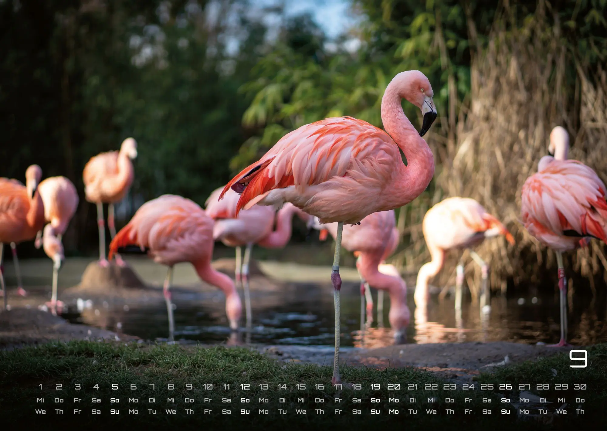 Bild: 9783986736927 | Afrikas Tierwelt - Der Tierkalender - 2027 - Kalender DIN A3 | de