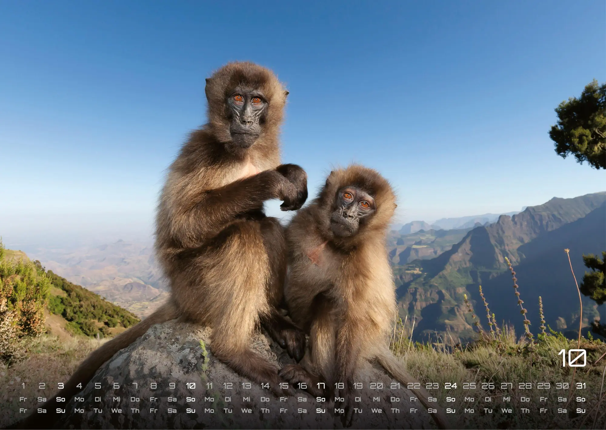 Bild: 9783986736927 | Afrikas Tierwelt - Der Tierkalender - 2027 - Kalender DIN A3 | de