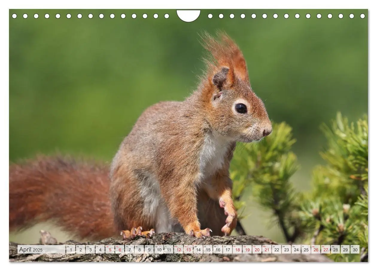 Bild: 9783435567027 | Besondere Augenblicke mit Eichhörnchen (Wandkalender 2025 DIN A4...