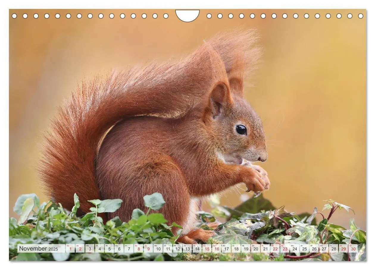 Bild: 9783435567027 | Besondere Augenblicke mit Eichhörnchen (Wandkalender 2025 DIN A4...