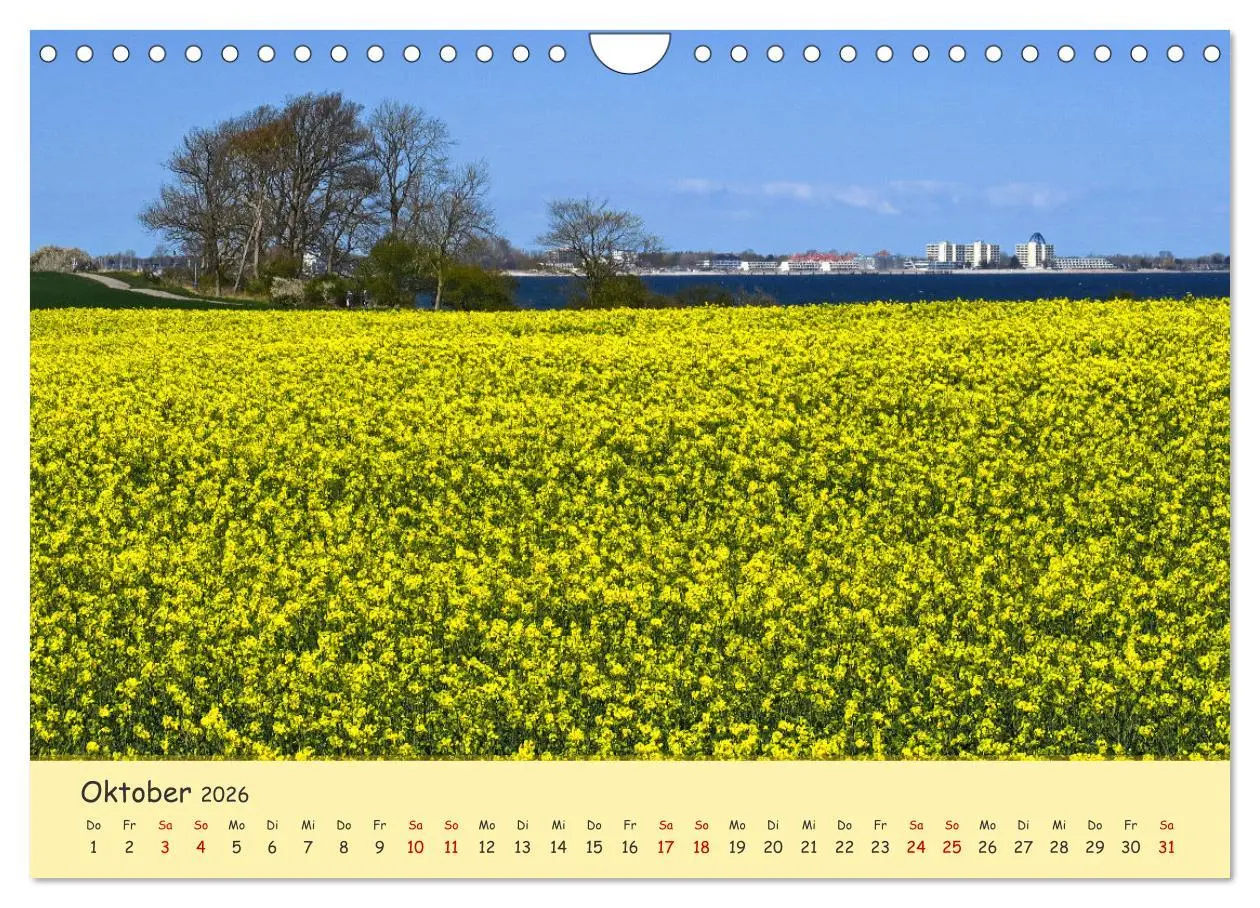 Bild: 9783457657027 | Rapsblüte an der Ostsee (Wandkalender 2026 DIN A4 quer), CALVENDO...