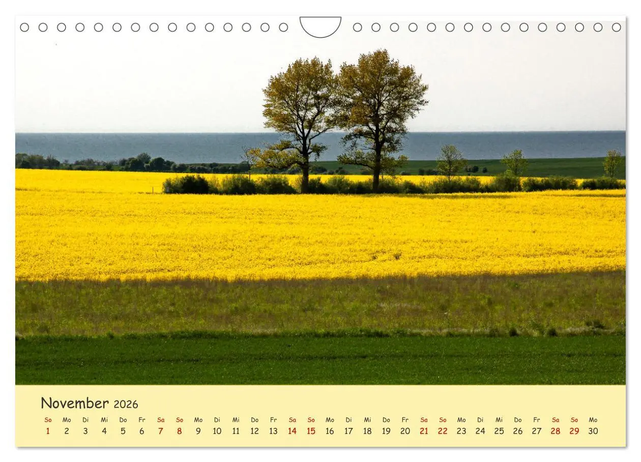 Bild: 9783457657027 | Rapsblüte an der Ostsee (Wandkalender 2026 DIN A4 quer), CALVENDO...