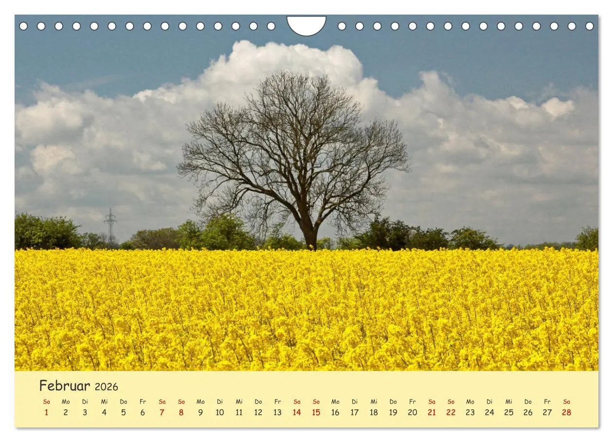 Bild: 9783457657027 | Rapsblüte an der Ostsee (Wandkalender 2026 DIN A4 quer), CALVENDO...
