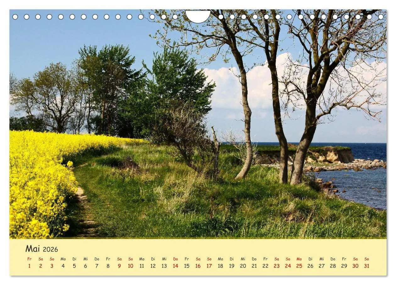 Bild: 9783457657027 | Rapsblüte an der Ostsee (Wandkalender 2026 DIN A4 quer), CALVENDO...