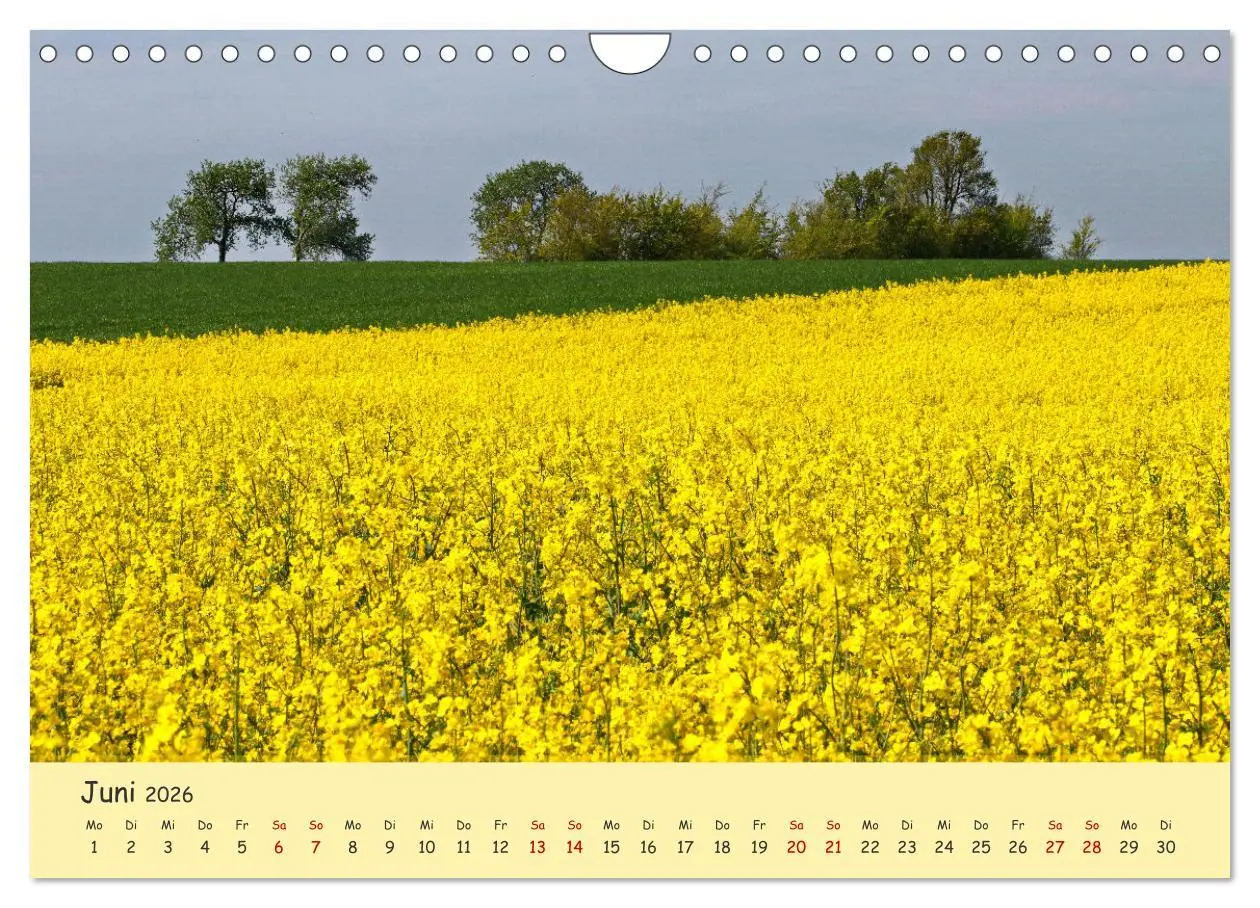 Bild: 9783457657027 | Rapsblüte an der Ostsee (Wandkalender 2026 DIN A4 quer), CALVENDO...