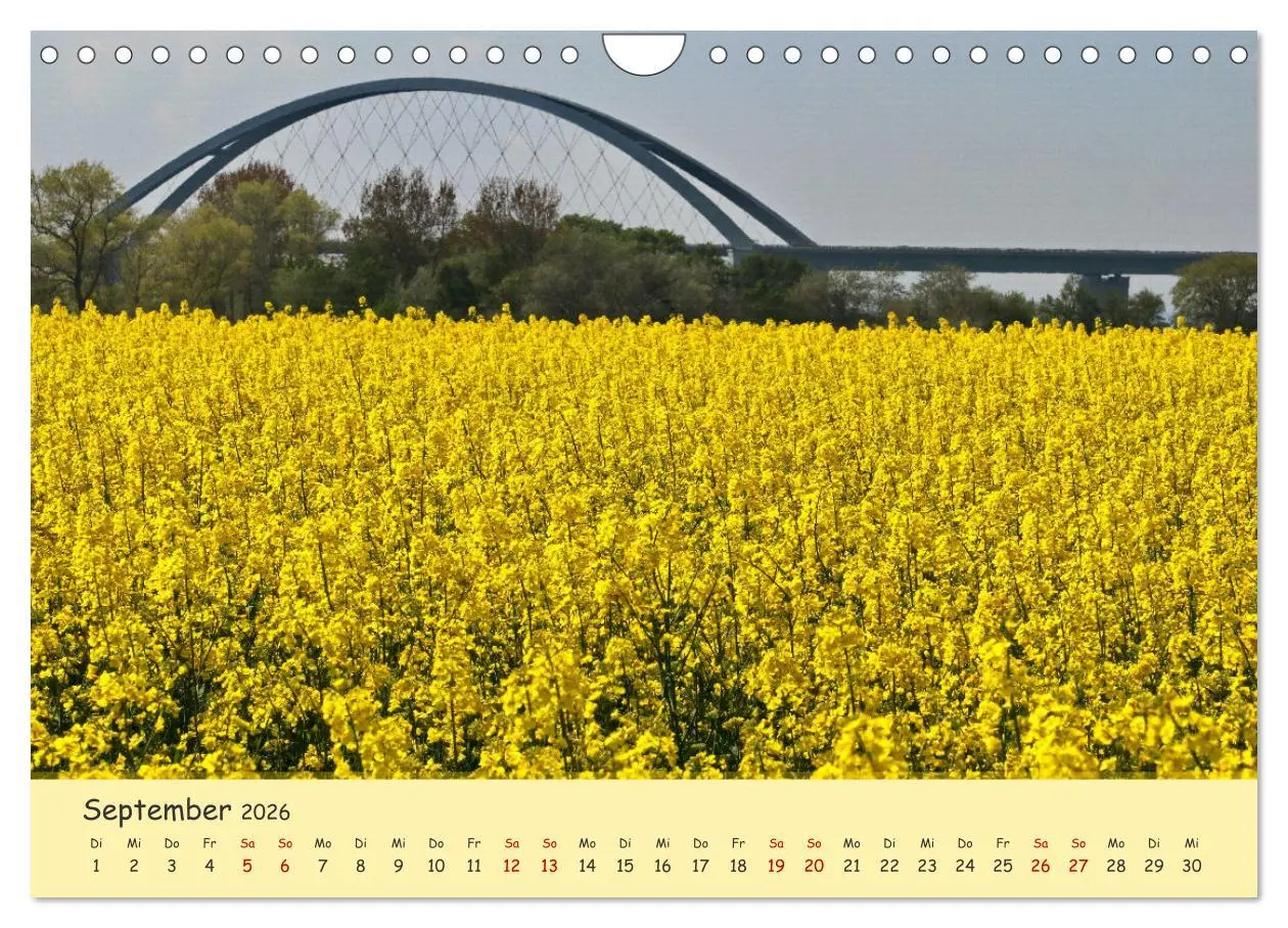 Bild: 9783457657027 | Rapsblüte an der Ostsee (Wandkalender 2026 DIN A4 quer), CALVENDO...