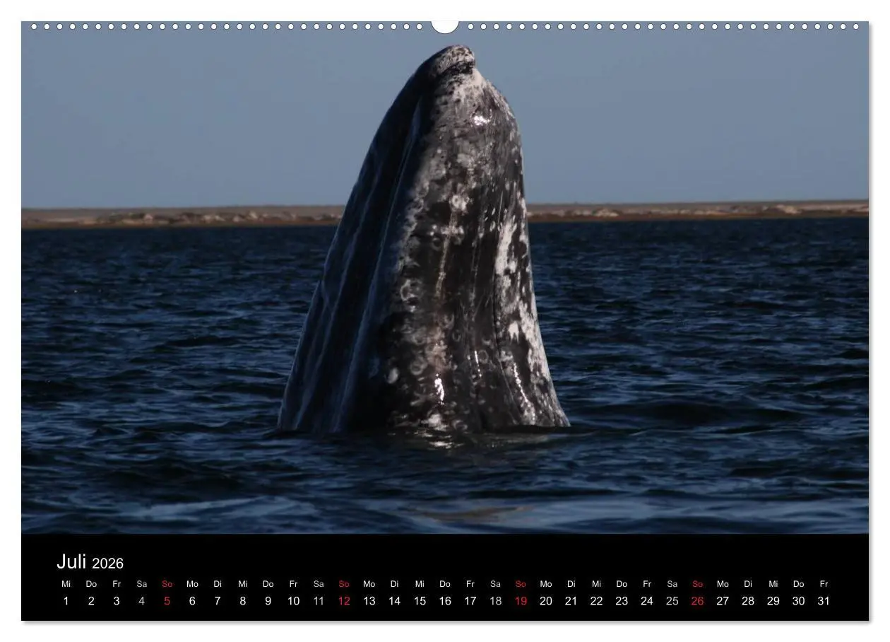 Bild: 9783516117127 | Baja California - Impressionen der mexikanischen Halbinsel...