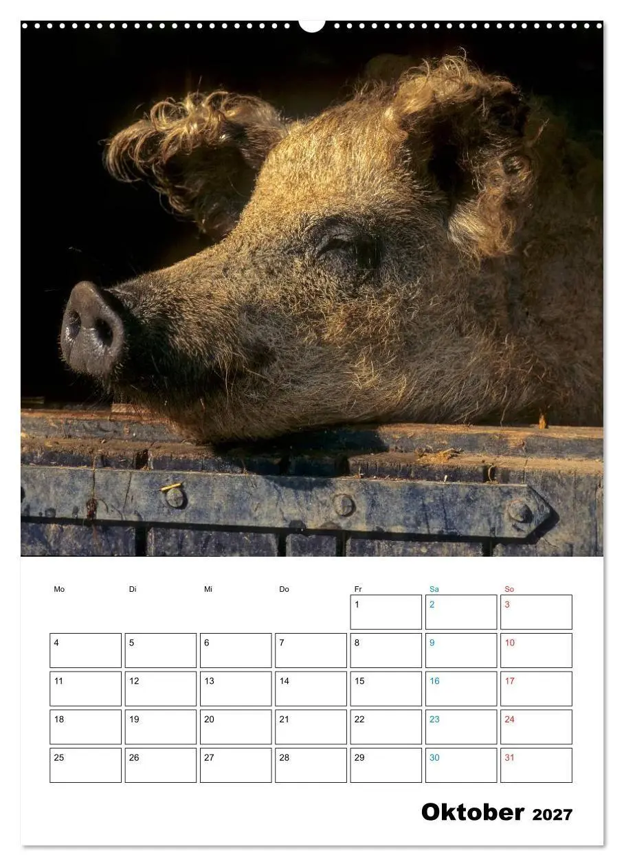 Bild: 9783594197127 | Schweine 2027 (hochwertiger Premium Wandkalender 2027 DIN A2 hoch),...