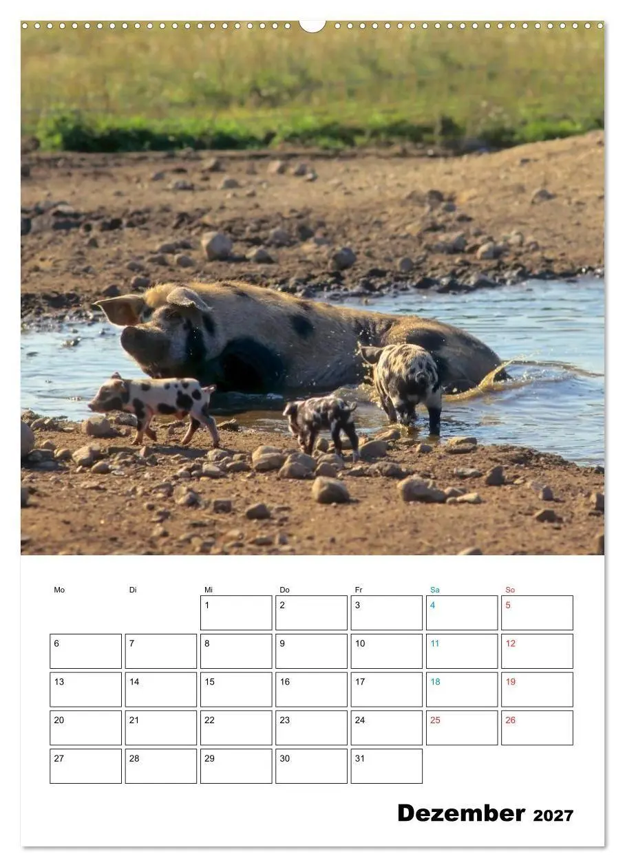 Bild: 9783594197127 | Schweine 2027 (hochwertiger Premium Wandkalender 2027 DIN A2 hoch),...