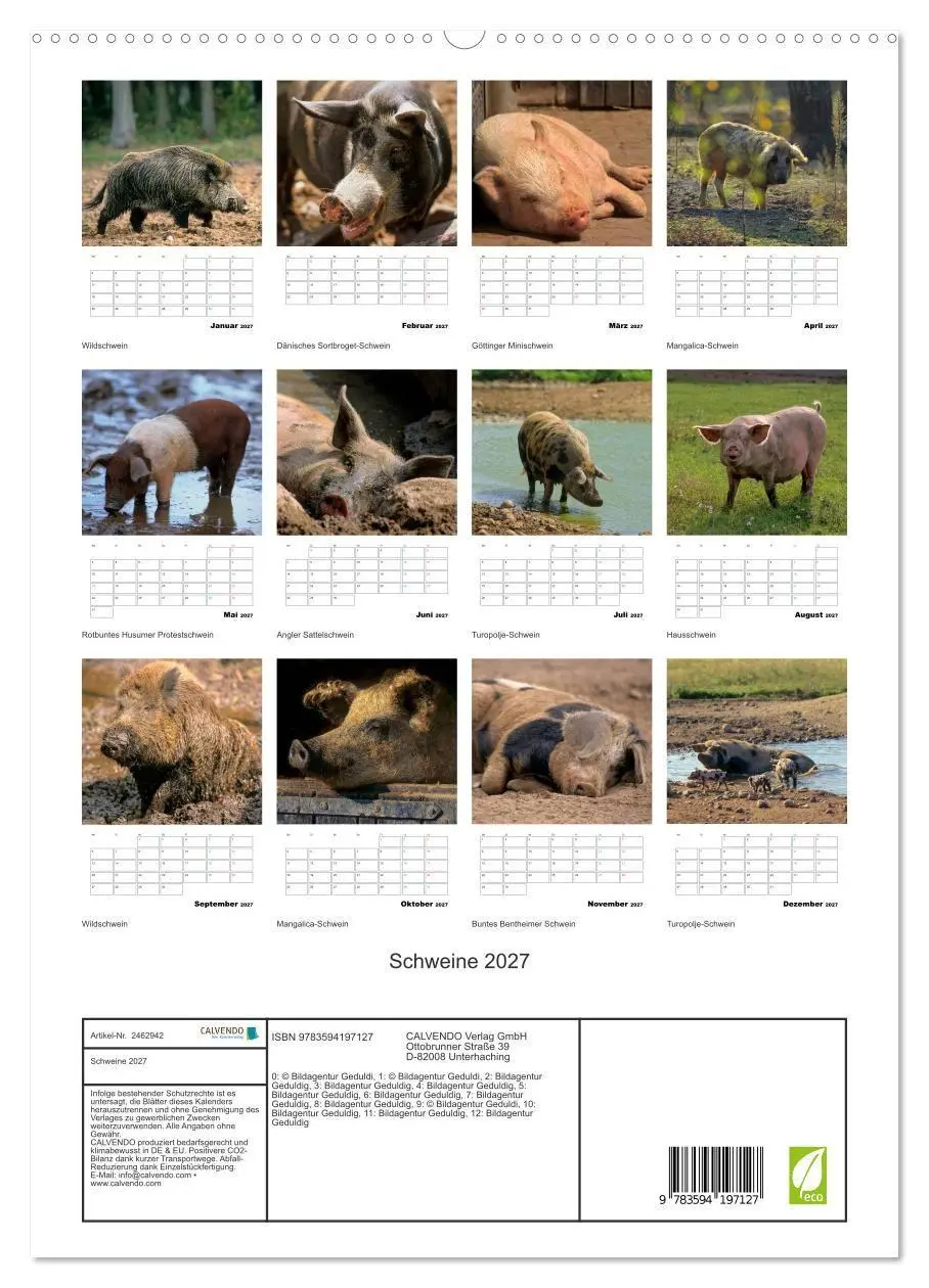 Bild: 9783594197127 | Schweine 2027 (hochwertiger Premium Wandkalender 2027 DIN A2 hoch),...