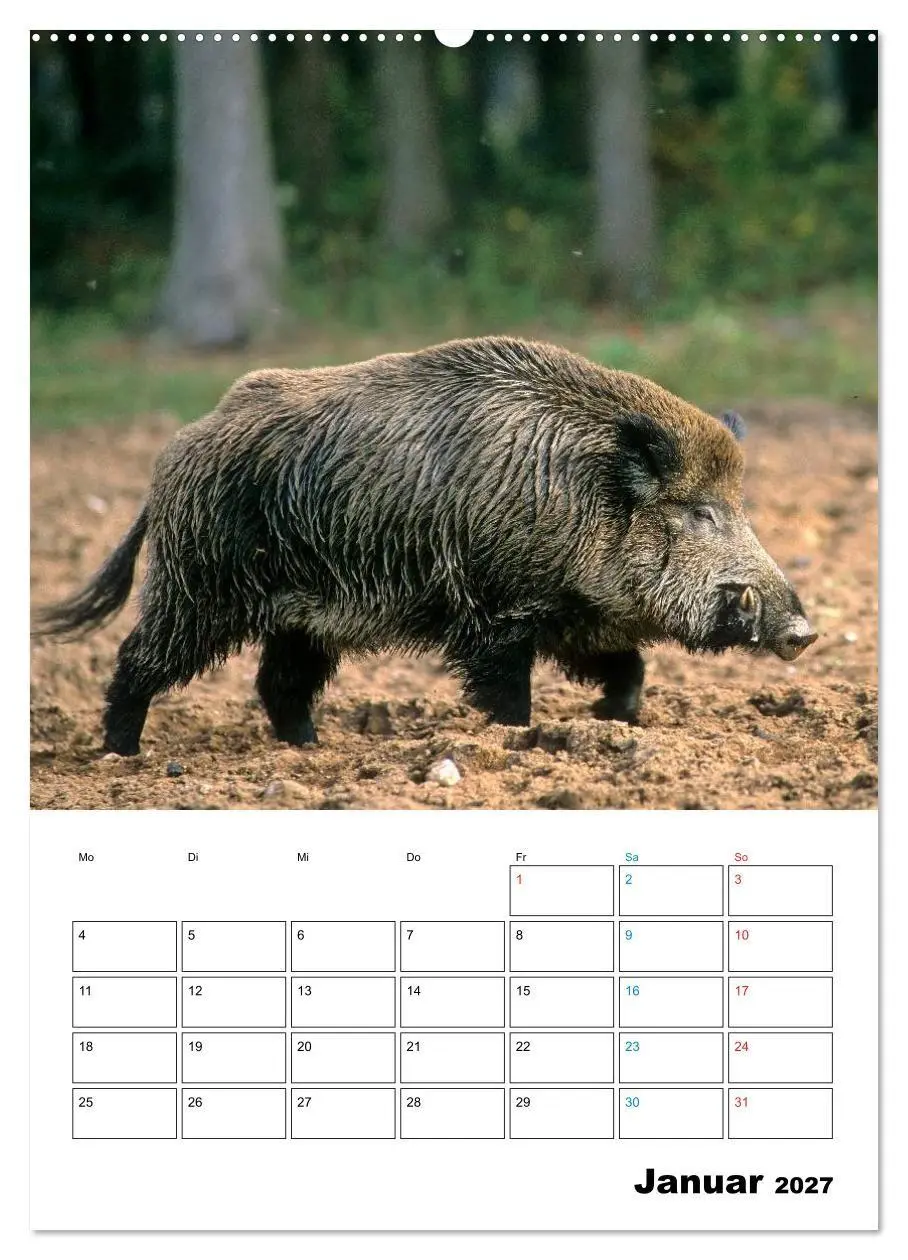 Bild: 9783594197127 | Schweine 2027 (hochwertiger Premium Wandkalender 2027 DIN A2 hoch),...