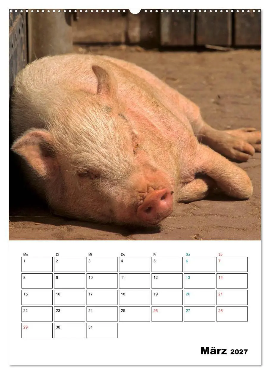 Bild: 9783594197127 | Schweine 2027 (hochwertiger Premium Wandkalender 2027 DIN A2 hoch),...