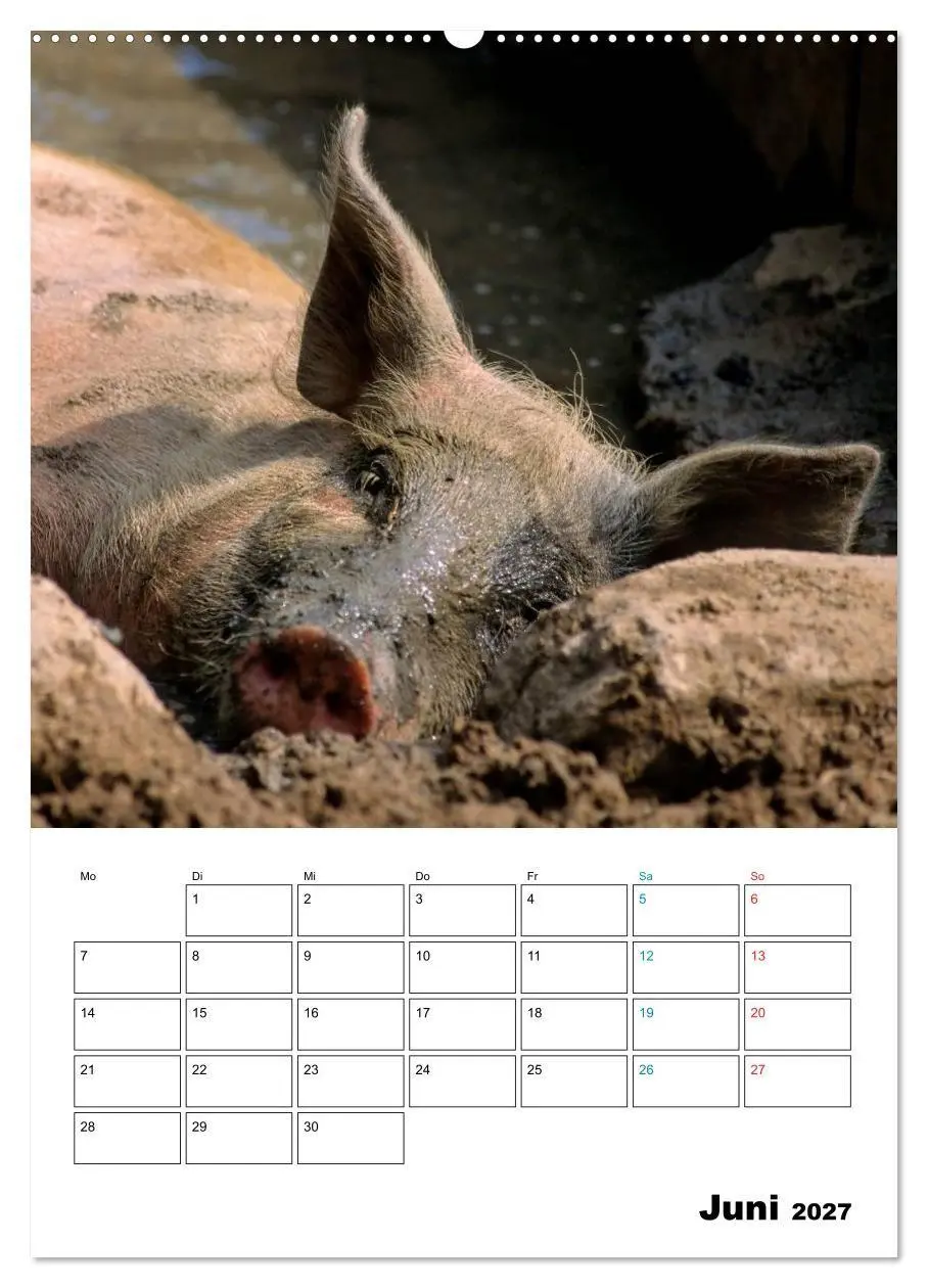 Bild: 9783594197127 | Schweine 2027 (hochwertiger Premium Wandkalender 2027 DIN A2 hoch),...