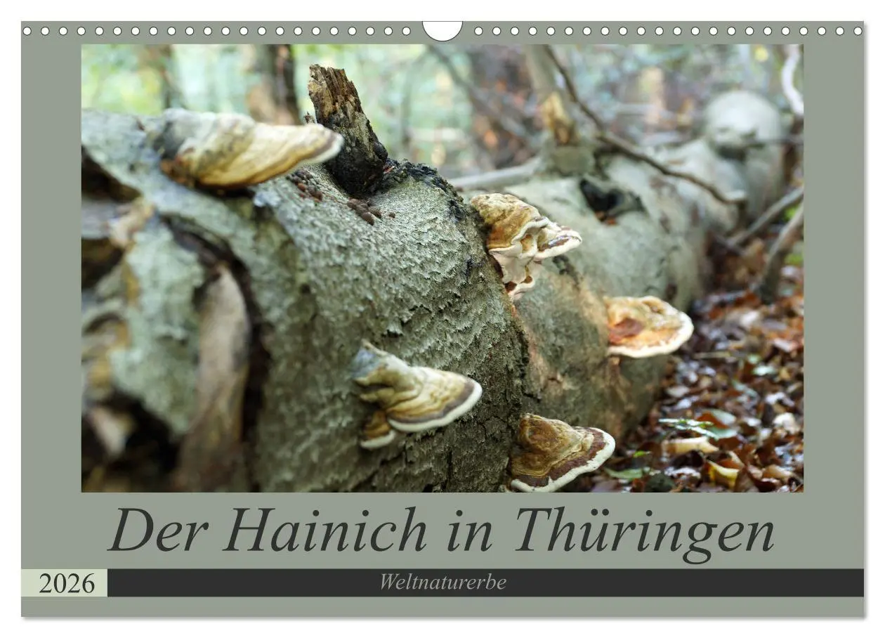Cover: 9783457867327 | Der Hainich in Thüringen - Weltnaturerbe (Wandkalender 2026 DIN A3...