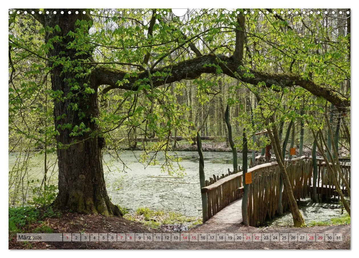 Bild: 9783457867327 | Der Hainich in Thüringen - Weltnaturerbe (Wandkalender 2026 DIN A3...