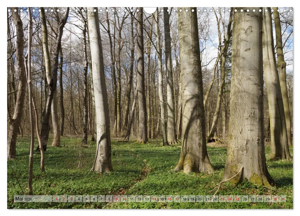 Bild: 9783457867327 | Der Hainich in Thüringen - Weltnaturerbe (Wandkalender 2026 DIN A3...