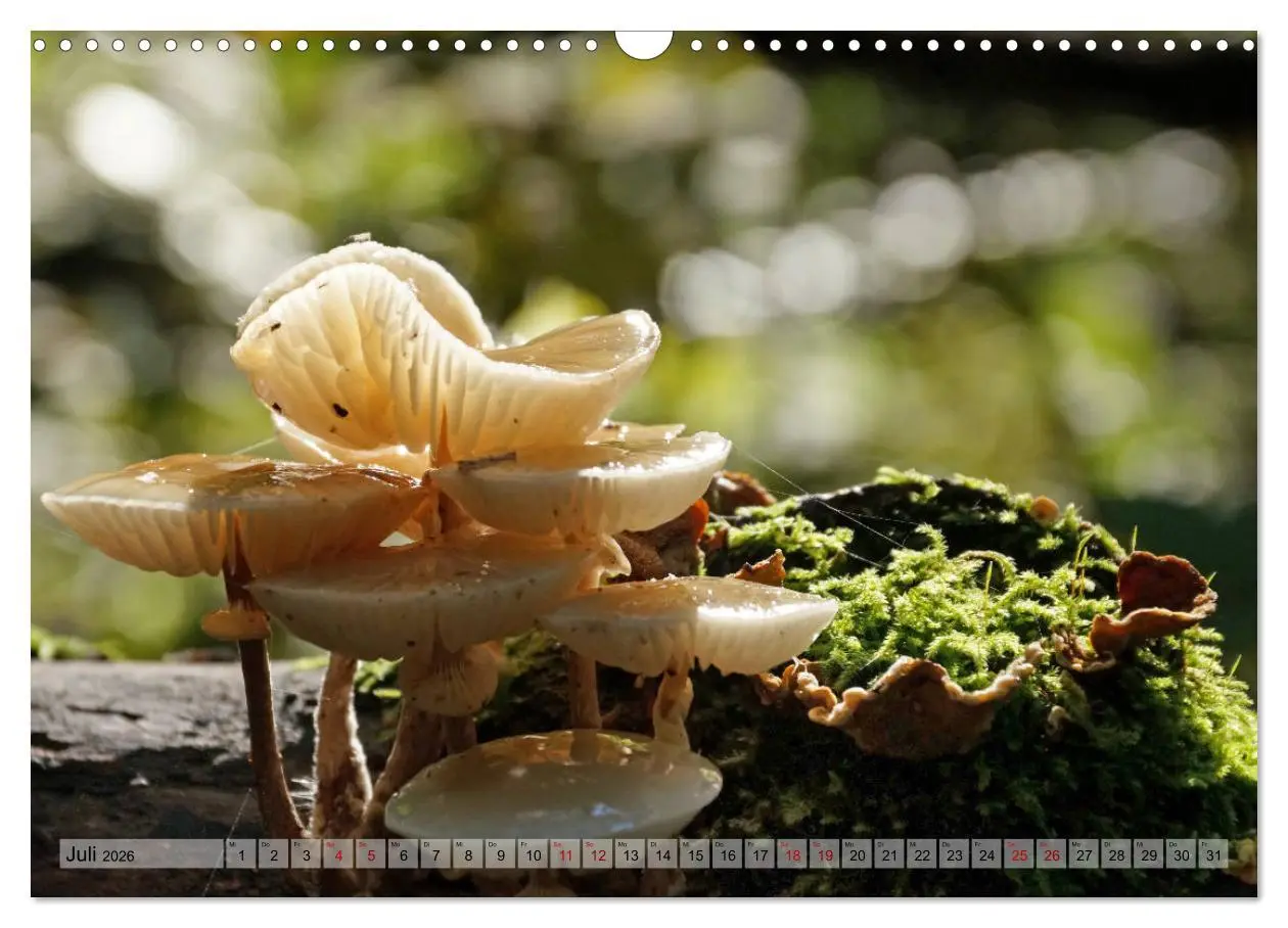 Bild: 9783457867327 | Der Hainich in Thüringen - Weltnaturerbe (Wandkalender 2026 DIN A3...