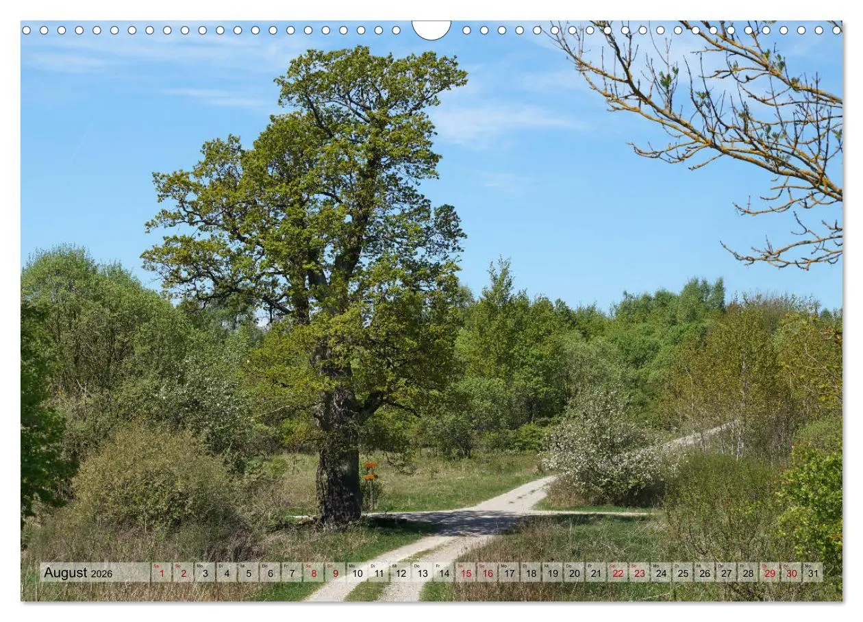 Bild: 9783457867327 | Der Hainich in Thüringen - Weltnaturerbe (Wandkalender 2026 DIN A3...