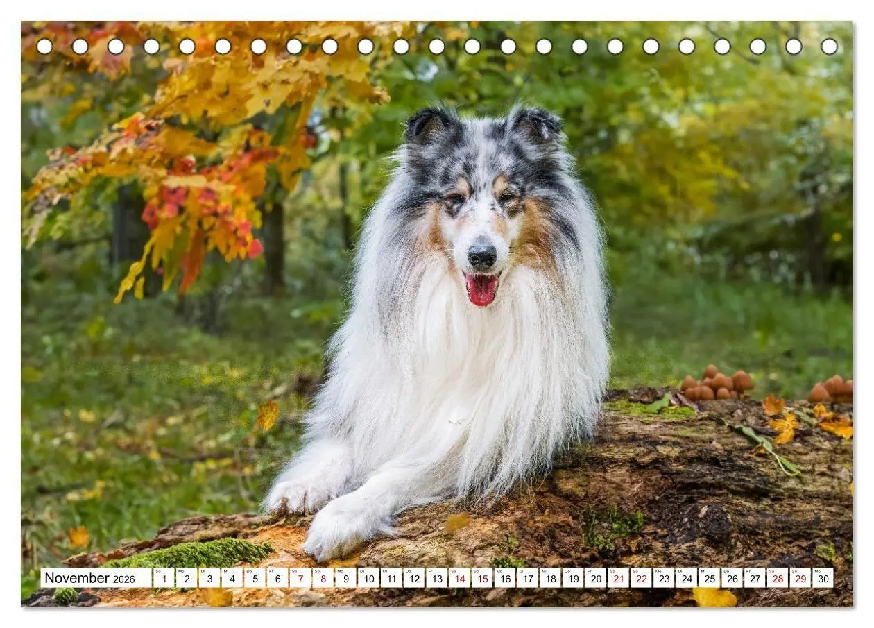 Bild: 9783516717327 | Traumhund Collie - Mein bester Freund (Tischkalender 2026 DIN A5...