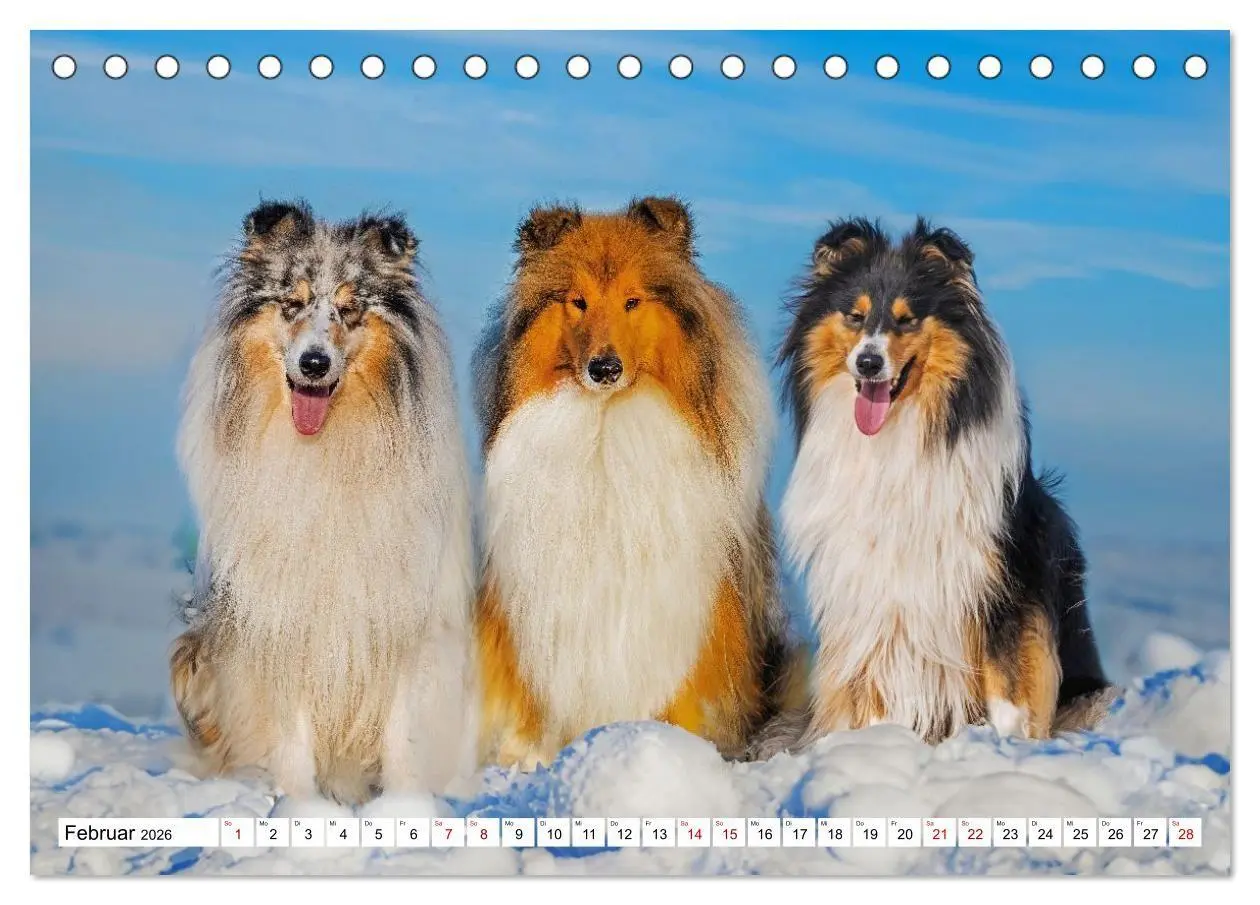 Bild: 9783516717327 | Traumhund Collie - Mein bester Freund (Tischkalender 2026 DIN A5...
