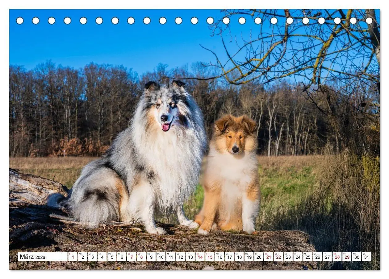 Bild: 9783516717327 | Traumhund Collie - Mein bester Freund (Tischkalender 2026 DIN A5...