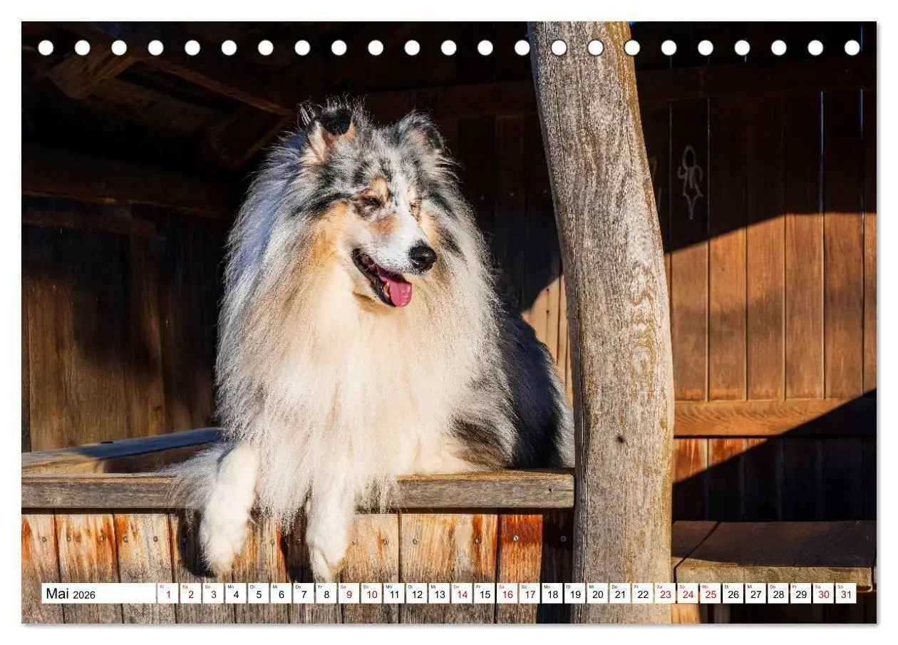 Bild: 9783516717327 | Traumhund Collie - Mein bester Freund (Tischkalender 2026 DIN A5...