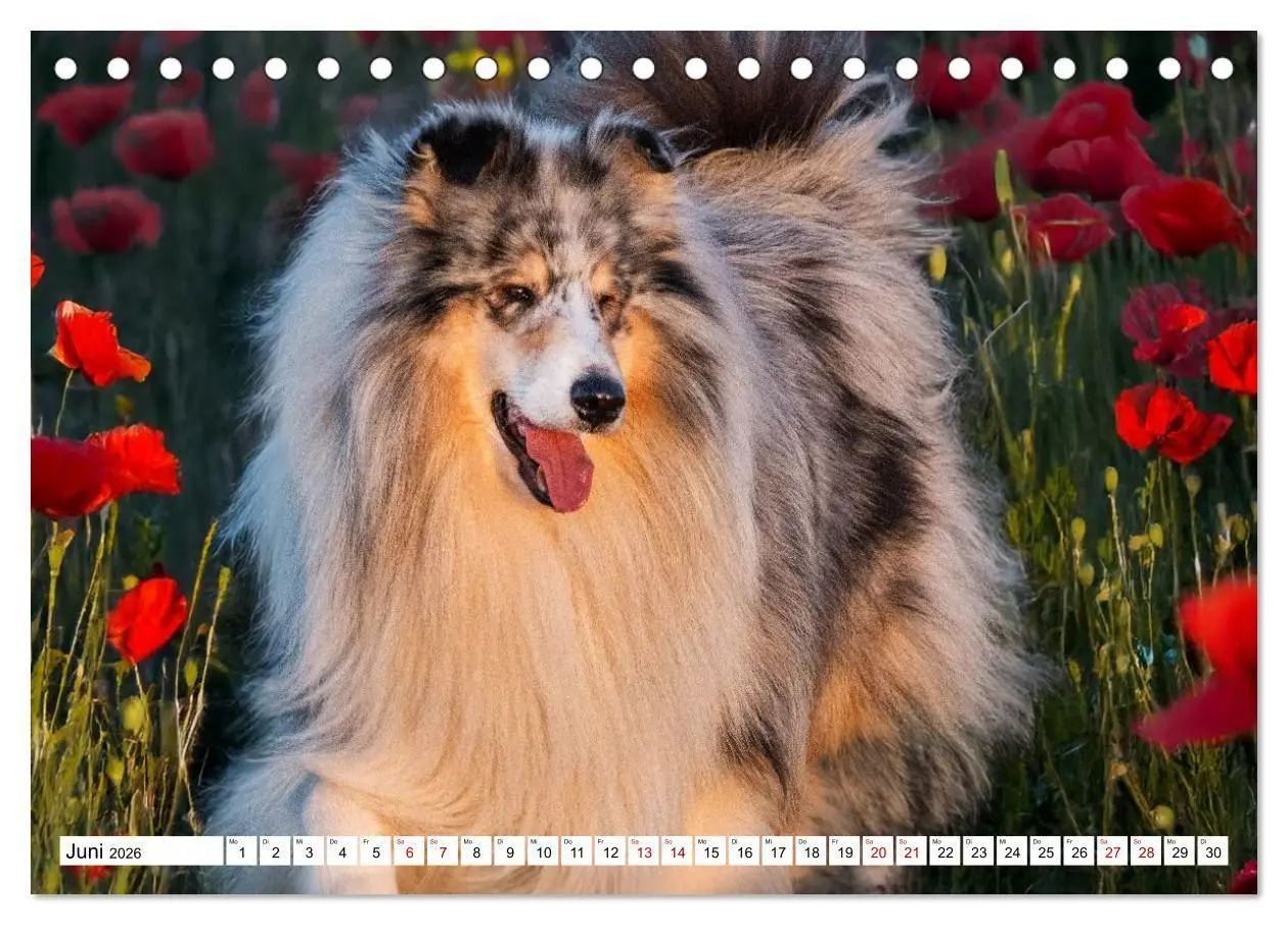 Bild: 9783516717327 | Traumhund Collie - Mein bester Freund (Tischkalender 2026 DIN A5...