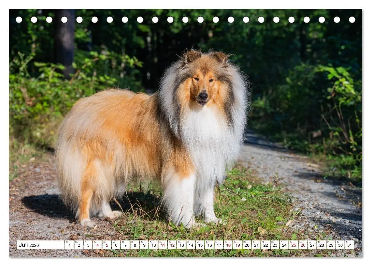 Bild: 9783516717327 | Traumhund Collie - Mein bester Freund (Tischkalender 2026 DIN A5...