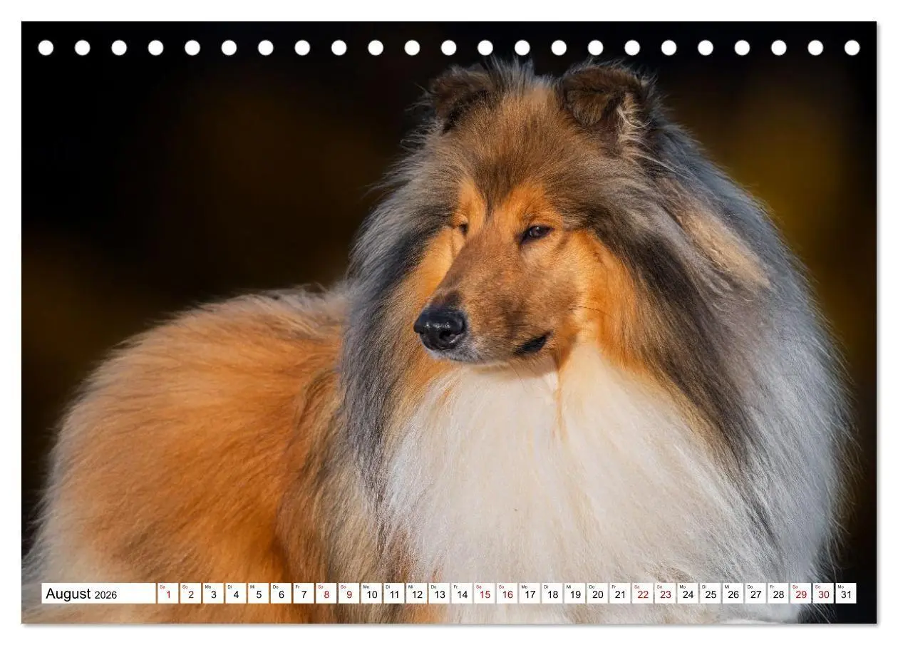 Bild: 9783516717327 | Traumhund Collie - Mein bester Freund (Tischkalender 2026 DIN A5...