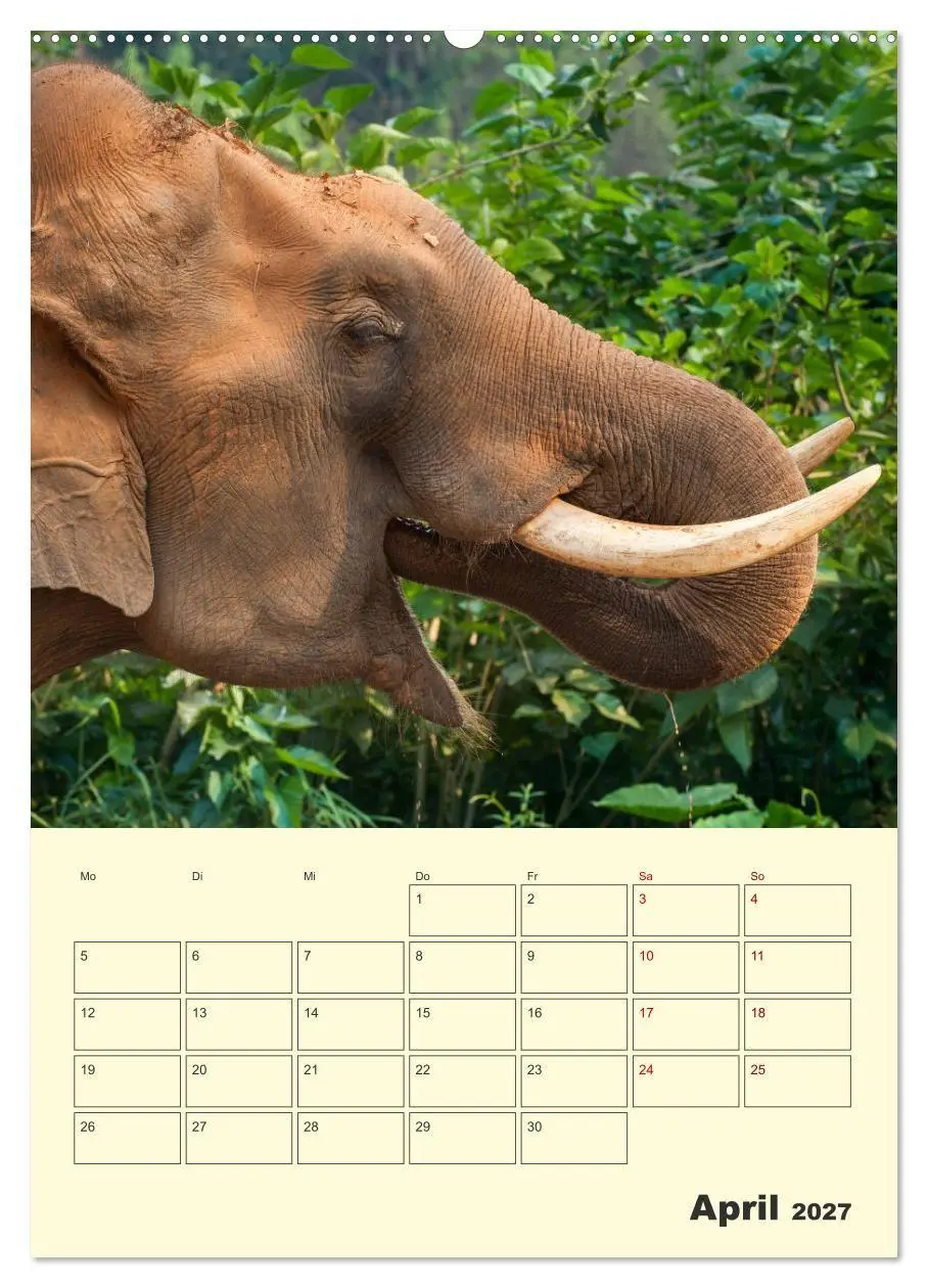 Bild: 9783569577527 | ELEFANTEN - Asiens graue Riesen (hochwertiger Premium Wandkalender...