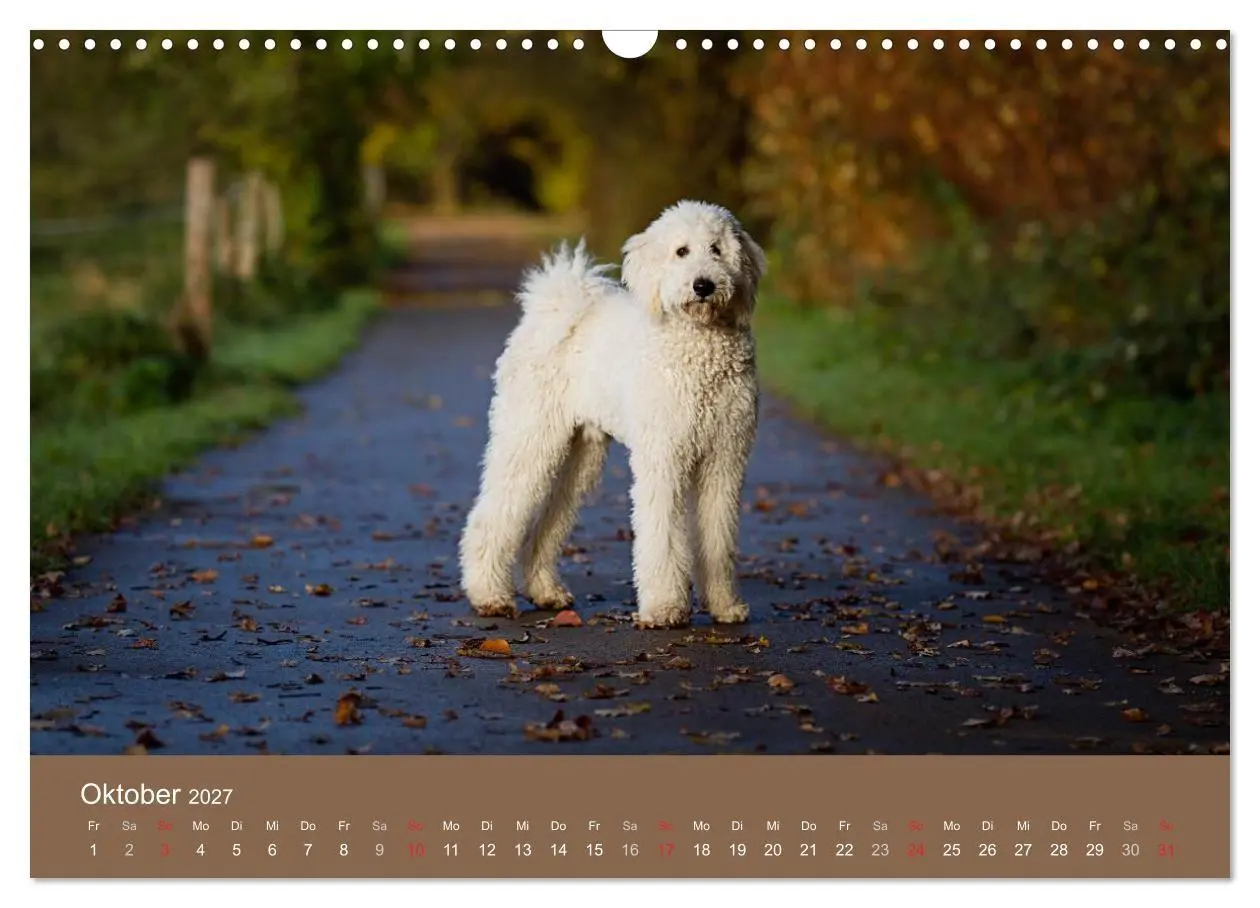 Bild: 9783594157527 | Pudel (Wandkalender 2027 DIN A3 quer), CALVENDO Monatskalender | Noack