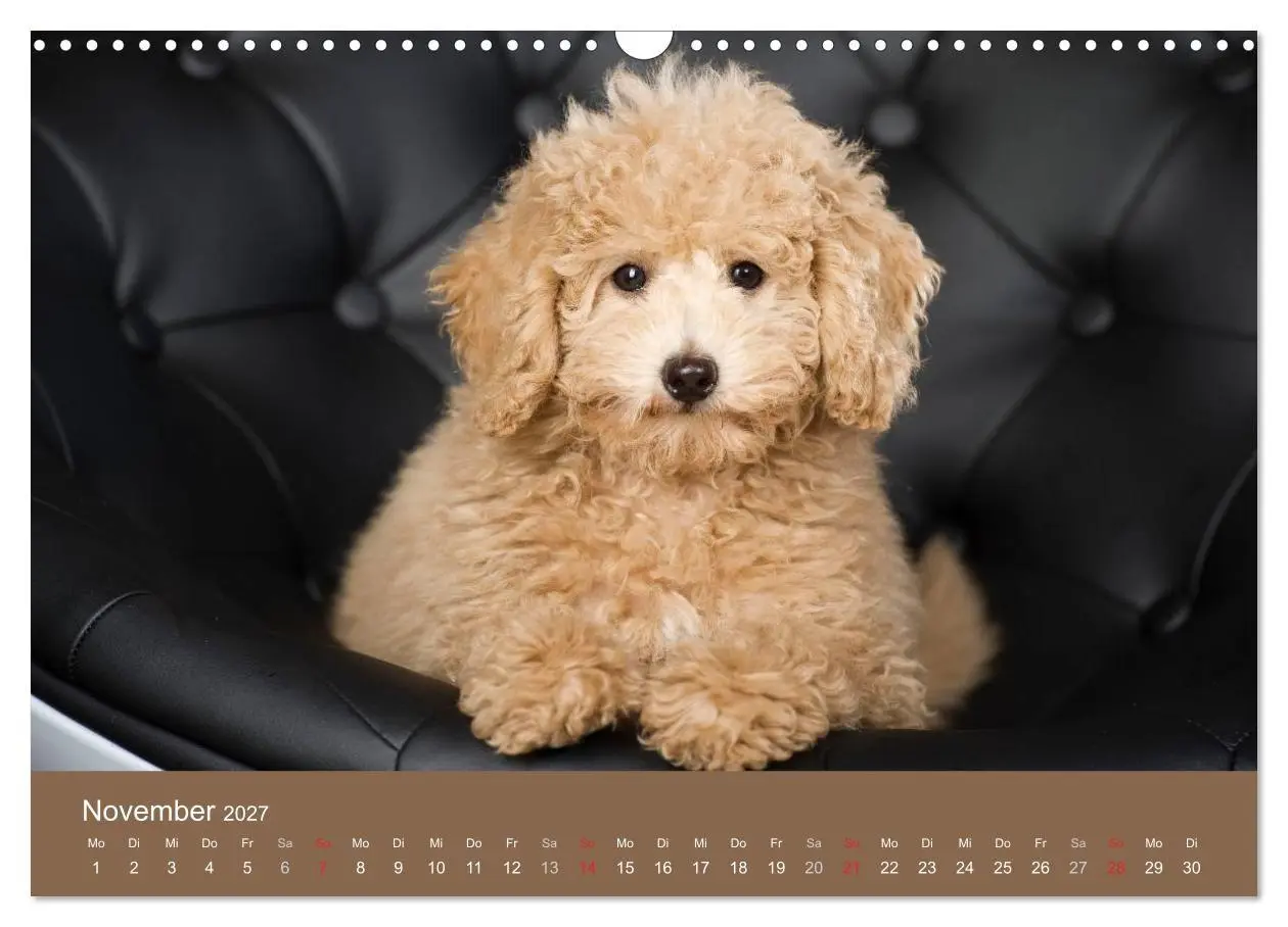 Bild: 9783594157527 | Pudel (Wandkalender 2027 DIN A3 quer), CALVENDO Monatskalender | Noack